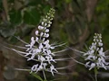 Stillingia Root